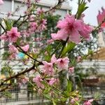 Prunus tenella 花