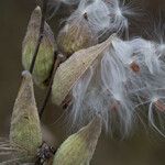 Asclepias latifolia ᱡᱚ