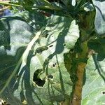 Brassica oleracea Frunză