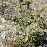 Cirsium morisianum Λουλούδι