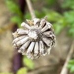 Anthemis maritima Frutto