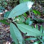 Duguetia pycnastera Цвят