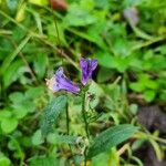 Lobelia siphiliticaFlower