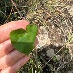 Ipomoea obscura Leaf