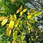 Juglans regia Leaf