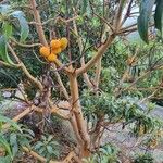 Arbutus canariensis പുറംതൊലി