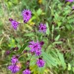 Vernonia noveboracensis Flower