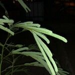 Acacia angustissima Hoja