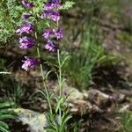 Penstemon subglaber Habitat