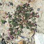 Phacelia bicolor Habitat