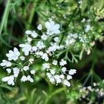 Coriandrum sativum Blüte