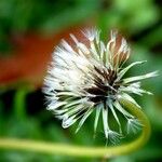 Taraxacum erythrospermum 果