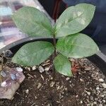 Zamioculcas zamiifolia Blatt
