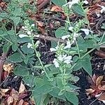 Salvia coccinea ফুল