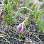 Olsynium douglasii Fiore