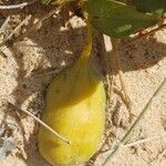 Aristolochia baetica Owoc