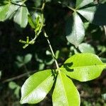 Zanthoxylum asiaticum Hostoa