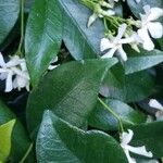 Trachelospermum jasminoidesLiść