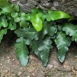 Asplenium x hybridum Leaf