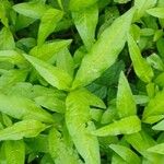 Persicaria hydropiper Yaprak