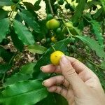 Garcinia intermedia Fruit