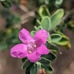 Leucophyllum frutescens Kwiat