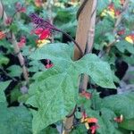 Ipomoea lobata Hoja