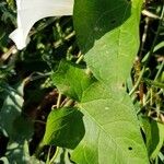 Convolvulus sepium Leaf