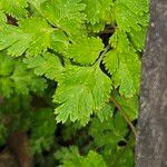 Corydalis incisa Blad