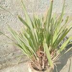 Cymbopogon citratus Blad