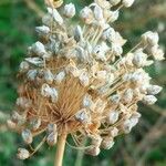 Allium polyanthum Fruto