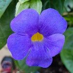 Thunbergia battiscombei Flower