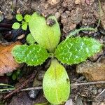 Tyrimnus leucographus Leaf