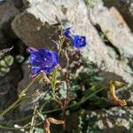 Phacelia campanularia 花