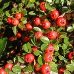 Cotoneaster horizontalisVaisius