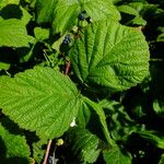 Rubus caesius ഇല