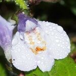 Mazus pumilus Flower