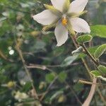 Hibiscus fuscus Bloem