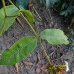 Saba senegalensis برگ