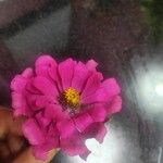 Zinnia peruviana Кветка