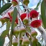 Eucalyptus caesia Цвят