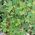 Ribes alpinum ശീലം