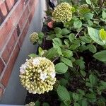 Viburnum carlesii Flower