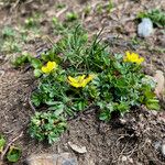 Potentilla brauneana Vekstform