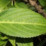 Strobilanthes hamiltonianus Other