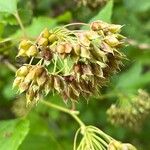 Physocarpus capitatus Fruit