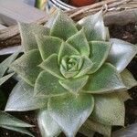 Echeveria purpusiorum Folha