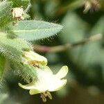 Hyoscyamus albus Flower