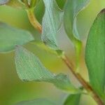 Alstroemeria aurea Лист