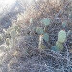 Opuntia oricola Hàbitat